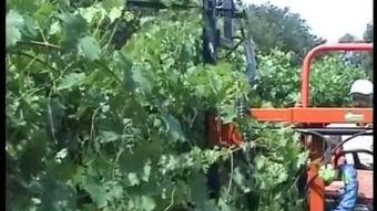 葡萄园之恋,浪漫邂逅与田园诗篇