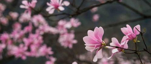 晚棠花开情未晚,情意绵延未晚时